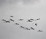 White Ibises In Flight_28988